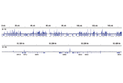 Chromatin Immunoprecipitation Image 2: PHF8 (E6K3Y) Rabbit mAb