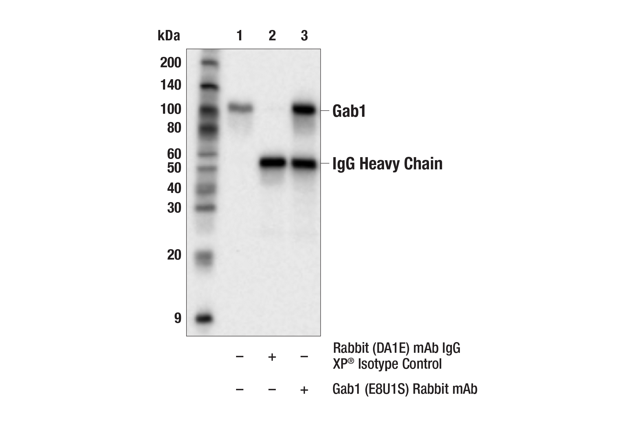 Immunoprecipitation Image 1: Gab1 (E8U1S) Rabbit mAb