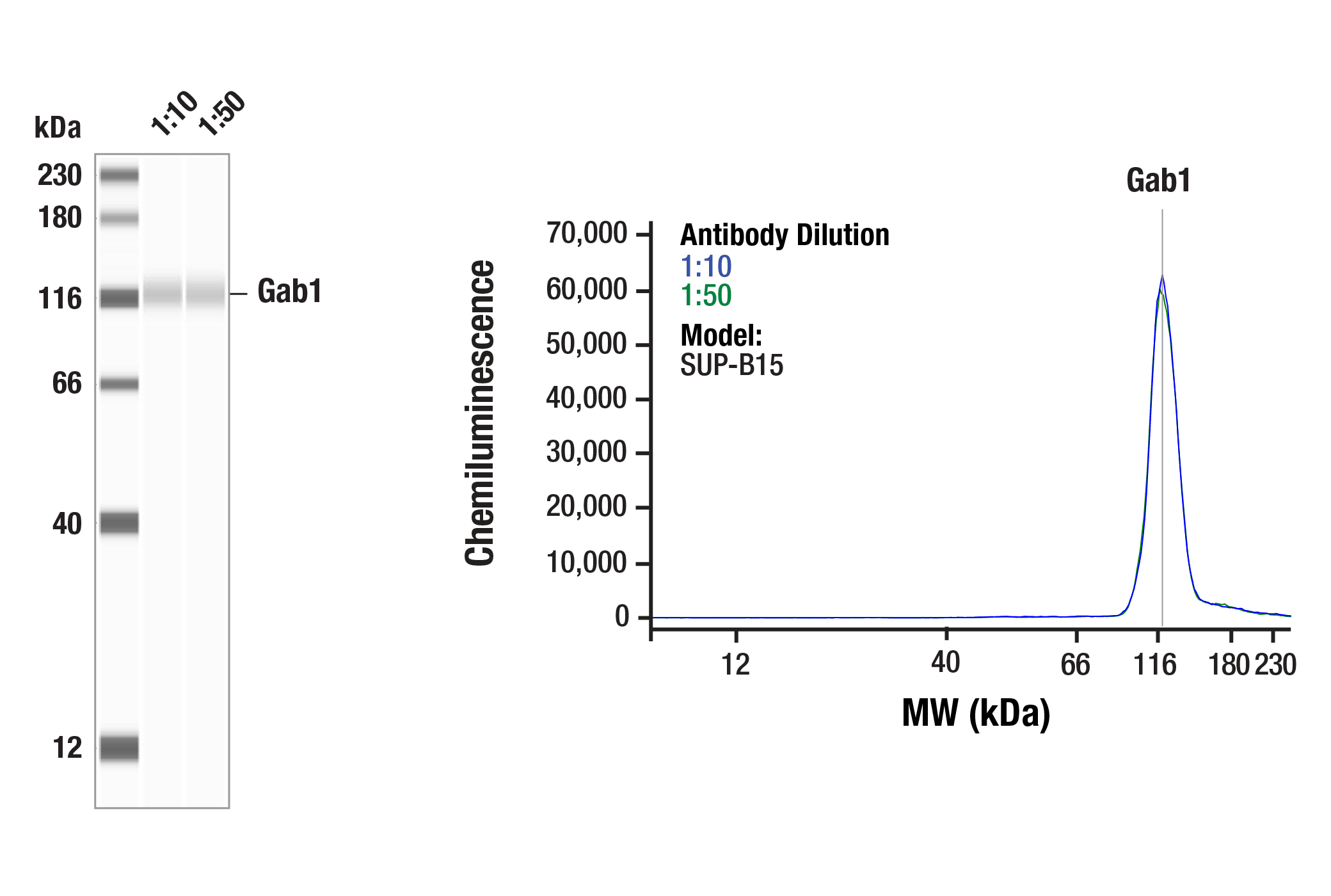 Western Blotting Image 1: Gab1 (E8U1S) Rabbit Monoclonal Antibody