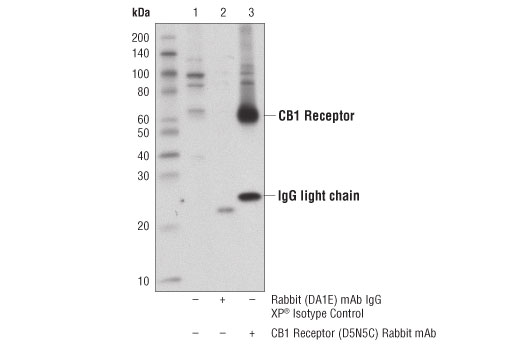 Immunoprecipitation Image 1: CB1 Receptor (D5N5C) Rabbit mAb