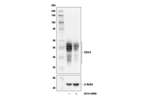 Western Blotting Image 2: CD14 (D1U2Y) Rabbit mAb (Mouse Specific)