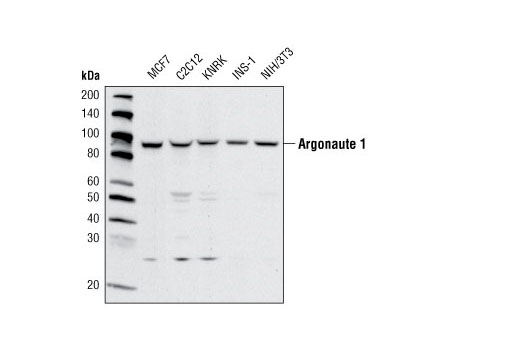 Western Blotting Image 1: Argonaute 1 Antibody