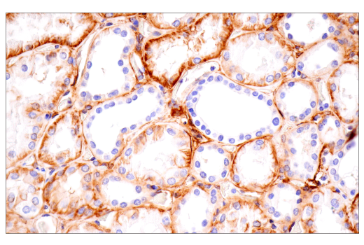 Immunohistochemistry Image 5: Integrin α1/CD49a (E9K2J) XP® Rabbit mAb (BSA and Azide Free)
