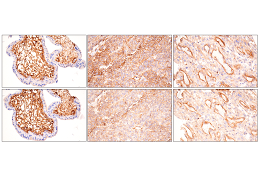 Immunohistochemistry Image 6: Integrin α1/CD49a (E9K2J) XP® Rabbit mAb (BSA and Azide Free)