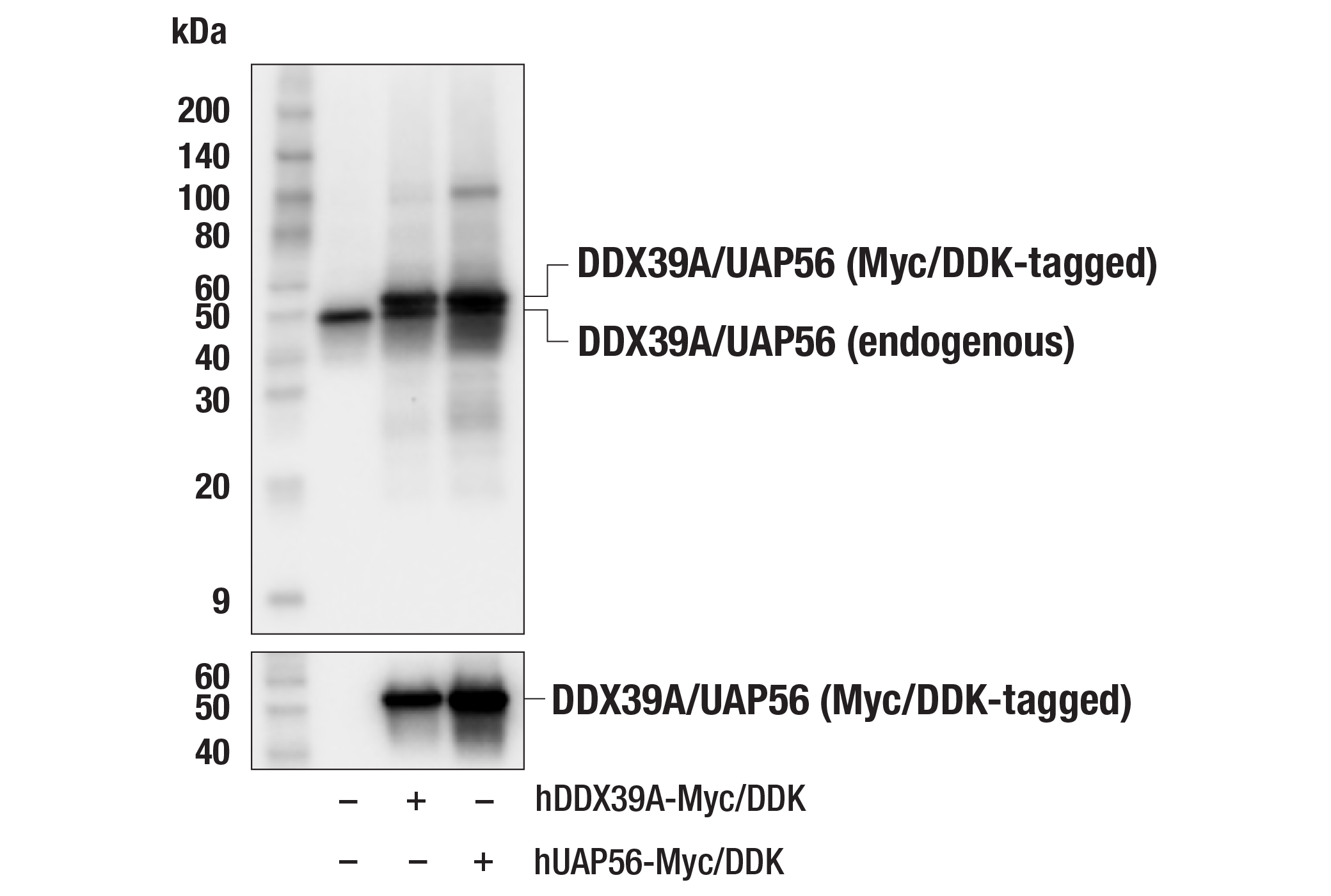 Western Blotting Image 2: DDX39A/UAP56 (E3J9O) Rabbit mAb