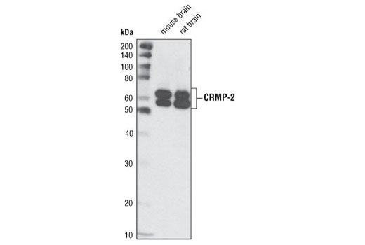 Western Blotting Image 1: CRMP-2 Antibody