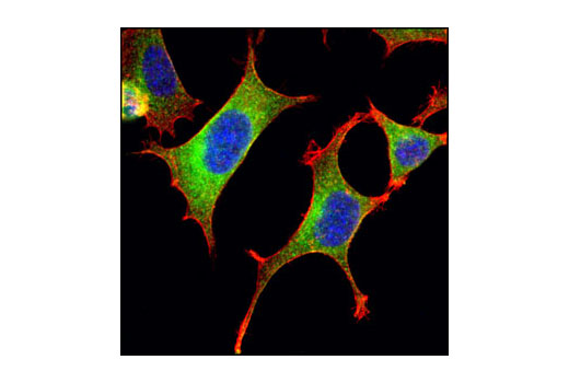 Immunofluorescence Image 1: CRMP-2 Antibody