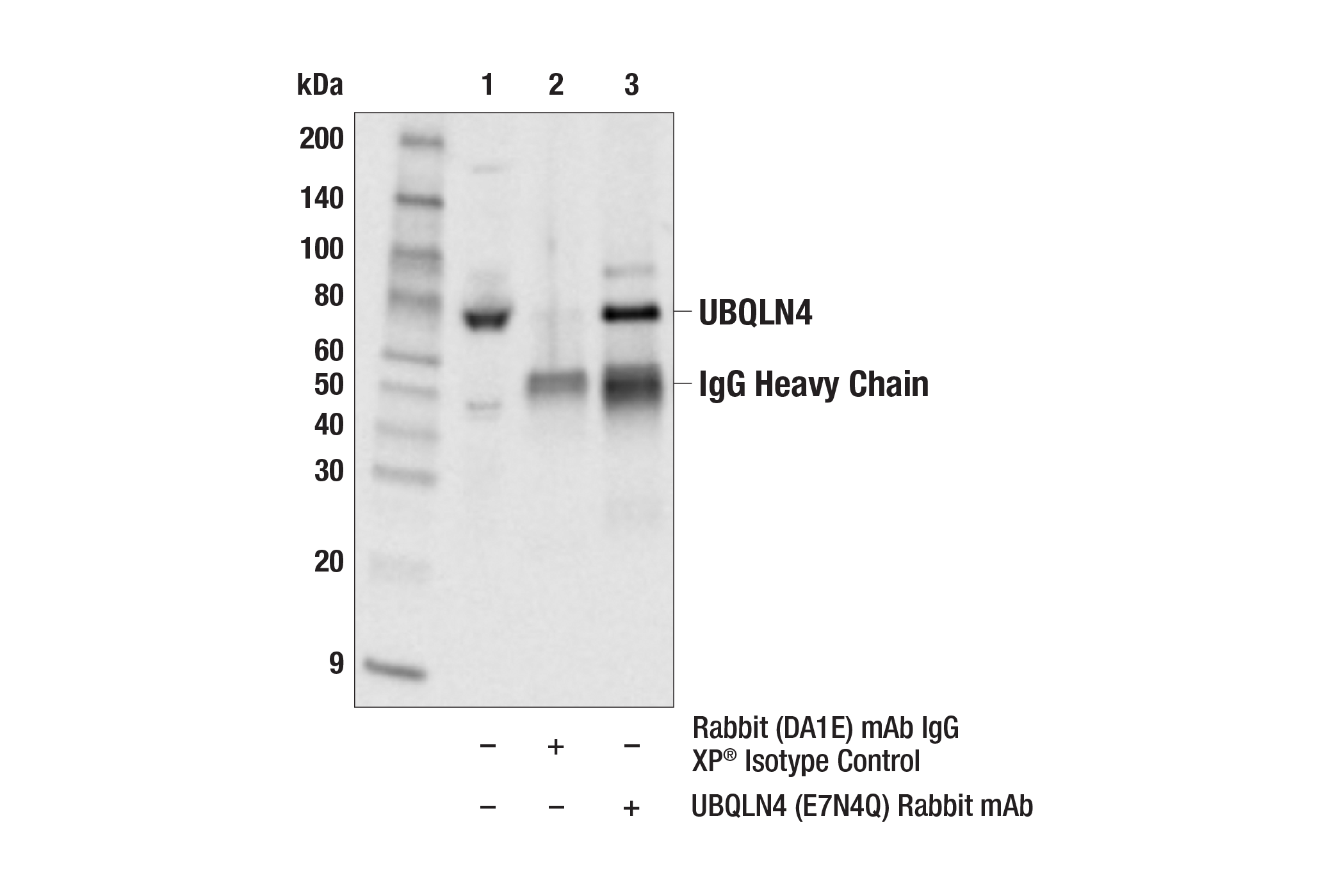 Immunoprecipitation Image 1: UBQLN4 (E7N4Q) Rabbit mAb