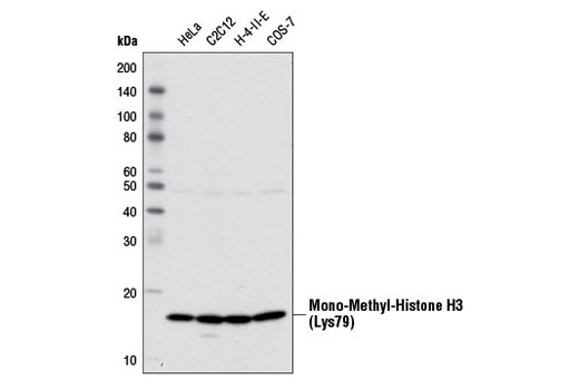 Western Blotting Image 1: Mono-Methyl-Histone H3 (Lys79) Antibody