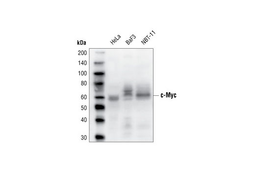 Western Blotting Image 2: c-Myc Antibody