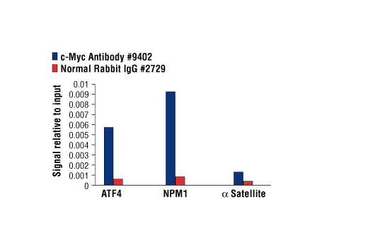 Chromatin Immunoprecipitation Image 1: c-Myc Antibody