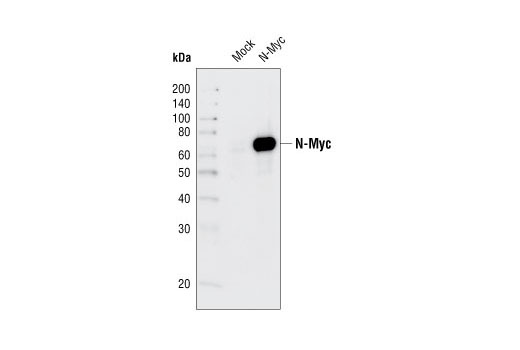 Western Blotting Image 2: N-Myc Antibody