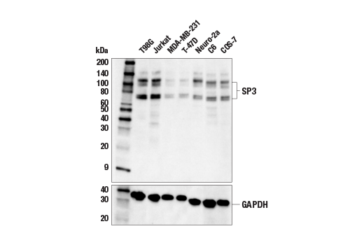 Western Blotting Image 2: SP3 Antibody