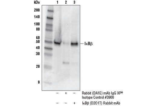 Immunoprecipitation Image 1: IκBβ (D2O1T) Rabbit mAb