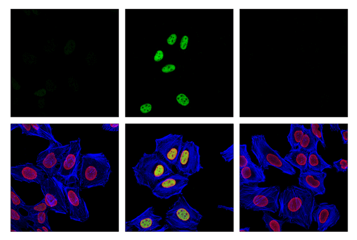 Immunofluorescence Image 1: Phospho-ATF-2 (Thr69/71)/ATF-7 (Thr51/53) (E6A8A) Rabbit mAb (BSA and Azide Free)