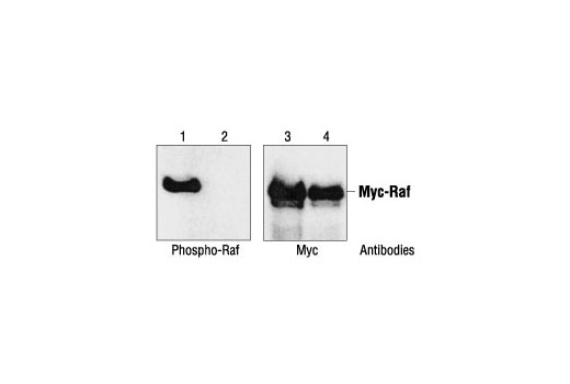 Western Blotting Image 2: Phospho-c-Raf (Ser259) Antibody