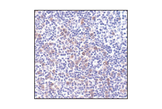 Immunohistochemistry Image 4: Phospho-Bad (Ser112) (40A9) Rabbit mAb (BSA and Azide Free)