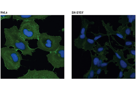Immunofluorescence Image 1: 4F2hc/SLC3A2 (D5U4G) XP® Rabbit mAb