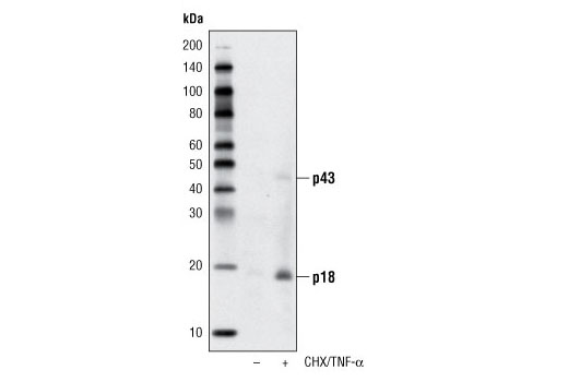 Western Blotting Image 2: Cleaved Caspase-8 (Asp387) Antibody (Mouse Specific)