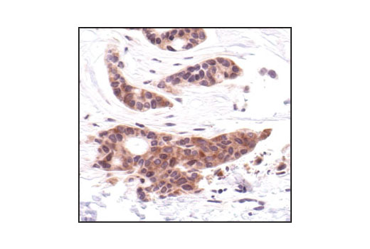 Immunohistochemistry Image 1: MEK1/2 (L38C12) Mouse mAb (BSA and Azide Free)