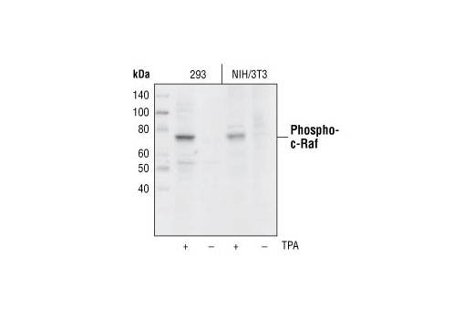 Western Blotting Image 1: Phospho-c-Raf (Ser289/296/301) Antibody