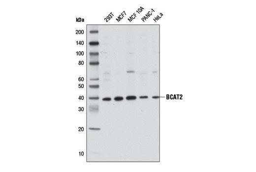 Western Blotting Image 2: BCAT2 Antibody