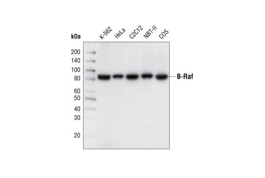 B-Raf (L12G7) Mouse mAb | Cell Signaling Technology