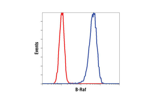 Flow Cytometry Image 1: B-Raf (L12G7) Mouse mAb