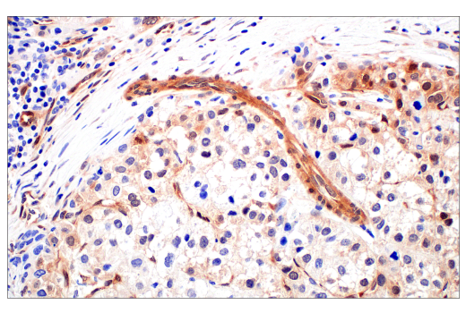Immunohistochemistry Image 3: Phospho-CrkL (Tyr207) (E9A1U) XP® Rabbit mAb (BSA and Azide Free)