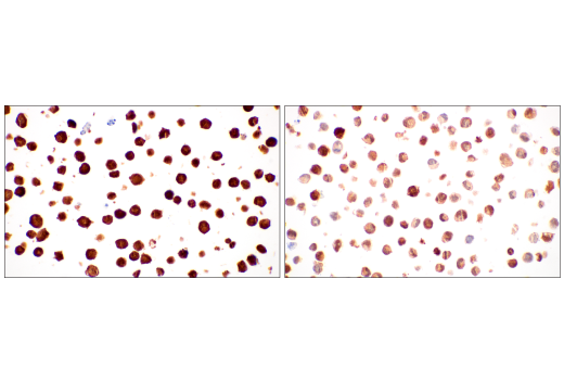 Immunohistochemistry Image 6: Phospho-CrkL (Tyr207) (E9A1U) XP® Rabbit mAb (BSA and Azide Free)