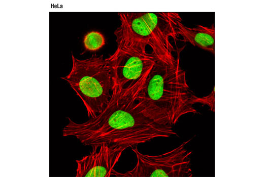 Immunofluorescence Image 1: HMGN2 (D9B9) XP® Rabbit mAb