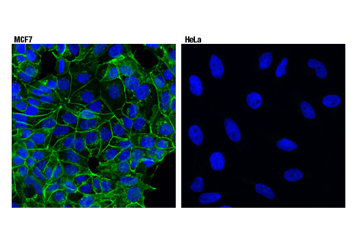 Immunofluorescence Image 1: E-Cadherin (4A2) Mouse mAb (BSA and Azide Free)