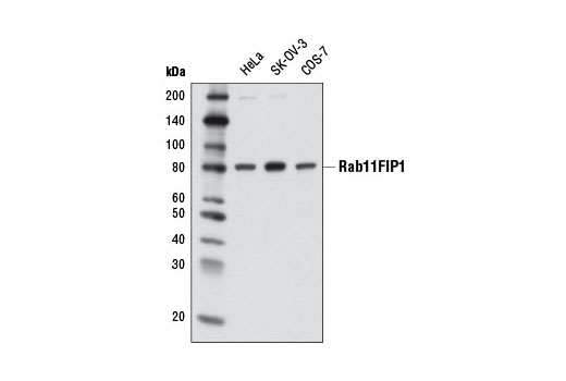 Western Blotting Image 1: Rab11FIP1 Antibody