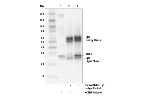 Immunoprecipitation Image 1: KCTD5 Antibody
