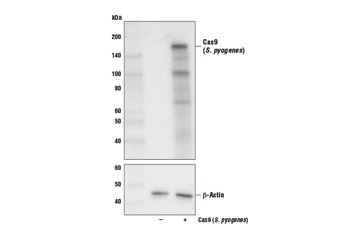 Western Blotting Image 1: Cas9 (S. pyogenes) (E7M1H) XP® Rabbit mAb (Biotinylated)