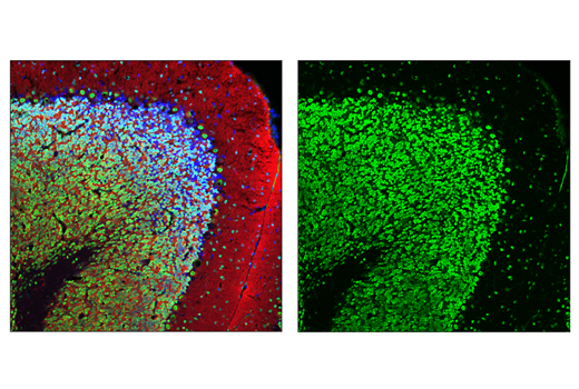 Immunofluorescence Image 1: NeuN (E4M5P) Mouse mAb