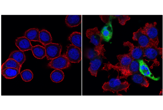 Immunofluorescence Image 1: Cleaved Caspase-3 (Asp175) (5A1E) Rabbit mAb (BSA and Azide Free)