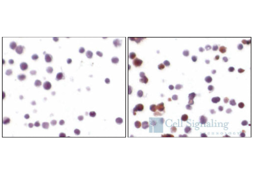 Immunohistochemistry Image 3: Cleaved Caspase-3 (Asp175) (5A1E) Rabbit mAb (BSA and Azide Free)