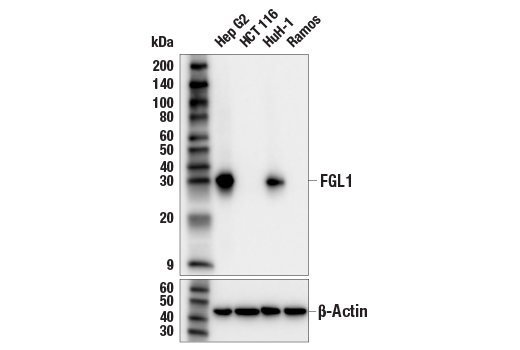 Western Blotting Image 1: FGL1 (E7C1Q) XP® Rabbit mAb (BSA and Azide Free)