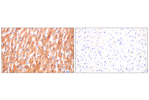 Immunohistochemistry Image 7: FGL1 (E7C1Q) XP® Rabbit mAb (BSA and Azide Free)
