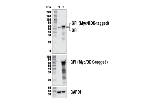  Image 9: Gluconeogenesis Antibody Sampler Kit