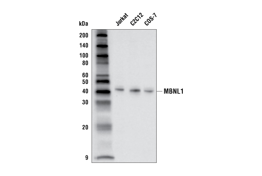Western Blotting Image 1: MBNL1 Antibody