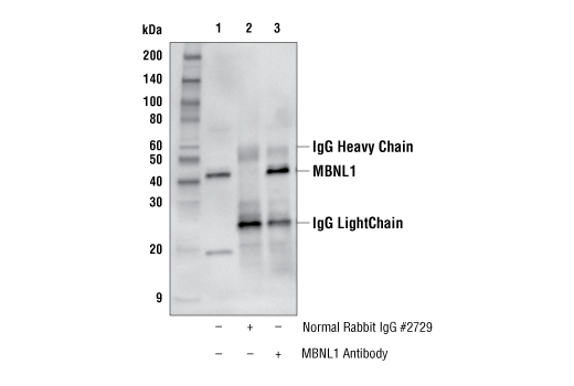 Immunoprecipitation Image 1: MBNL1 Antibody