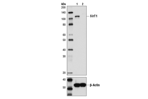 Western Blotting Image 1: SirT1 (1F3) Mouse mAb (BSA and Azide Free)