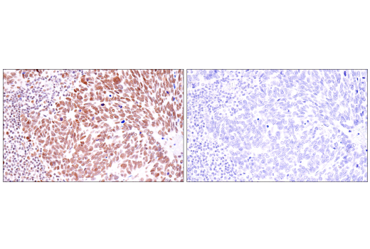 Immunohistochemistry Image 1: SirT1 (1F3) Mouse mAb (BSA and Azide Free)