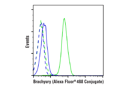 Flow Cytometry Image 1: Brachyury (D2Z3J) Rabbit mAb (Alexa Fluor® 488 Conjugate)