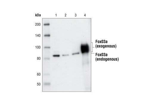 Western Blotting Image 1: FoxO3a Antibody