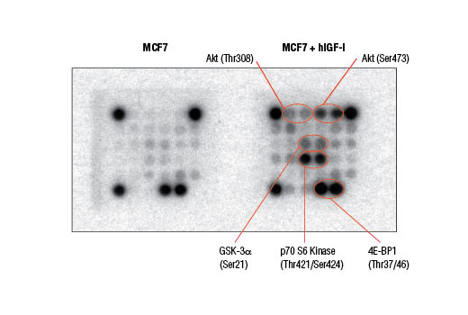  Image 2: PathScan® Akt Signaling Antibody Array Kit (Chemiluminescent Readout)