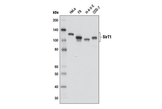  Image 13: Sirtuin Antibody Sampler Kit