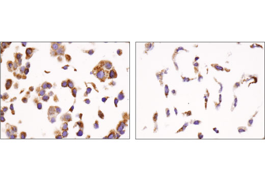 Immunohistochemistry Image 3: Mcl-1 (D5V5L) Rabbit mAb (BSA and Azide Free)